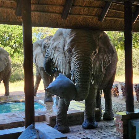 Twiga Lodge Mabalingwe 벨라벨라 외부 사진