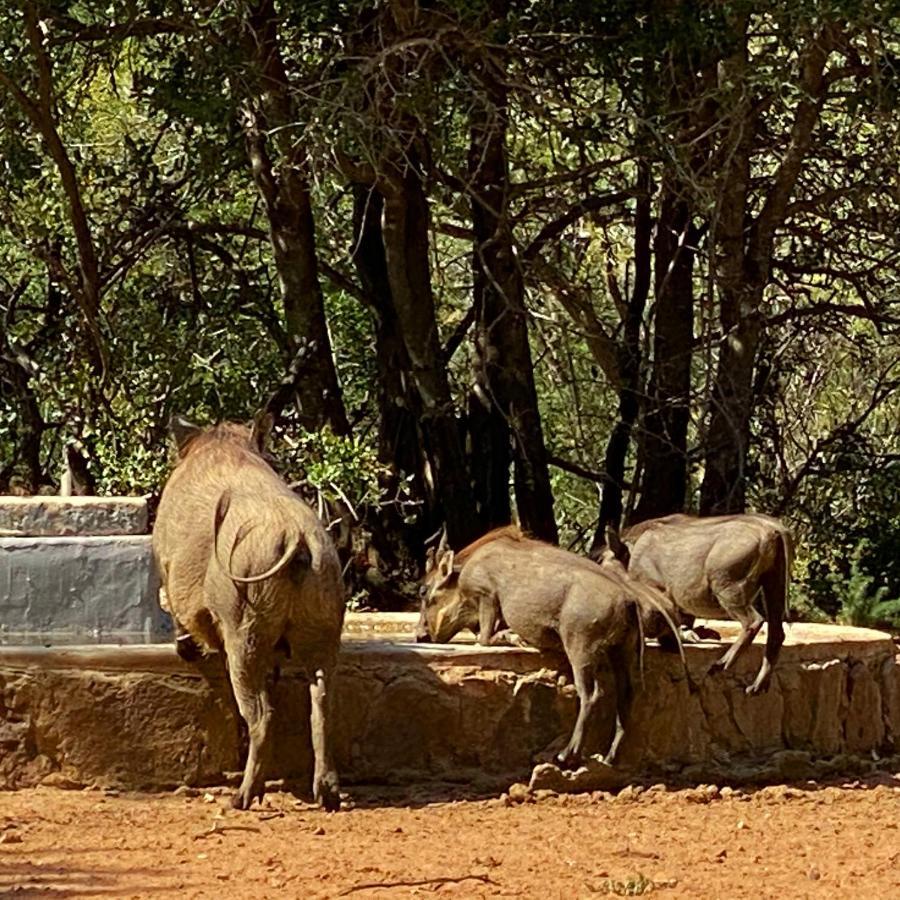 Twiga Lodge Mabalingwe 벨라벨라 외부 사진