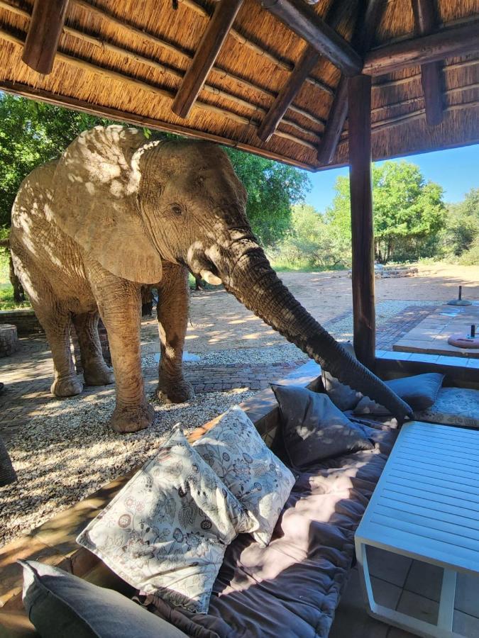 Twiga Lodge Mabalingwe 벨라벨라 외부 사진