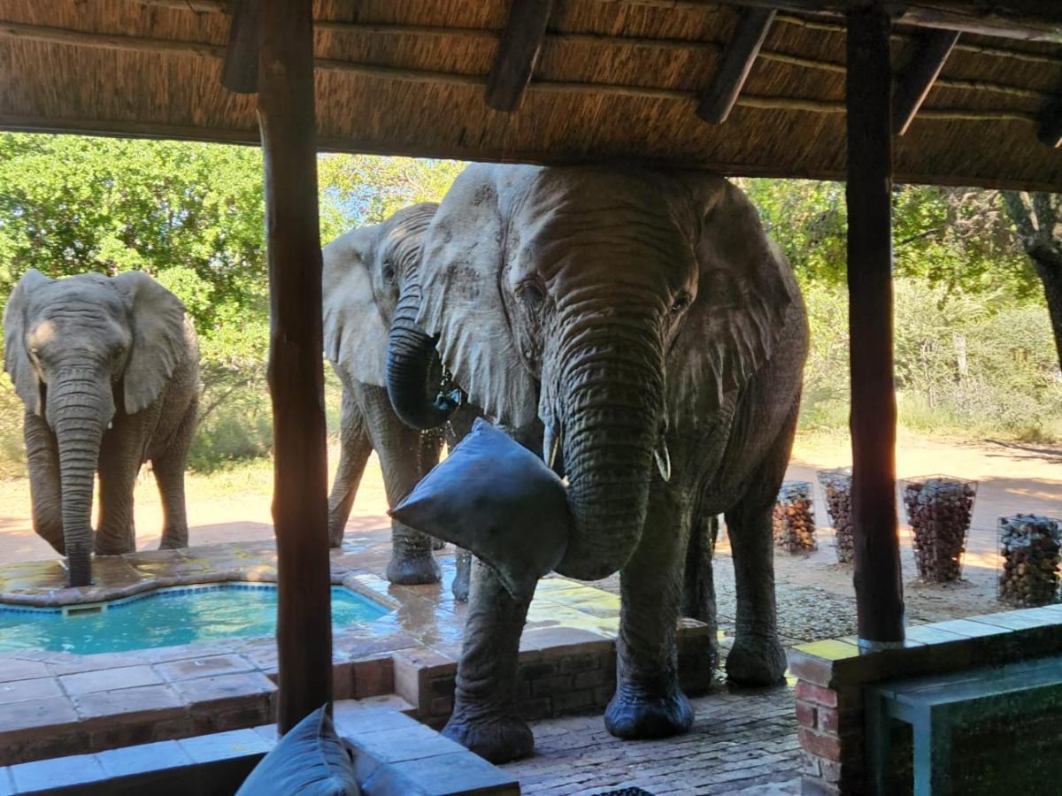 Twiga Lodge Mabalingwe 벨라벨라 외부 사진